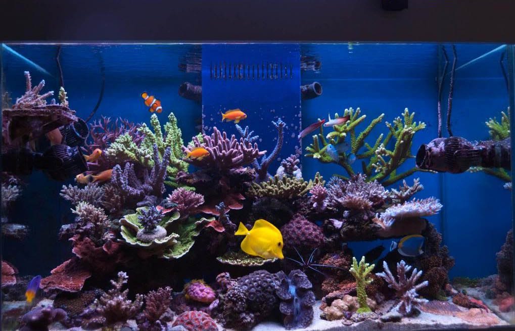 prohobby marine reef tank