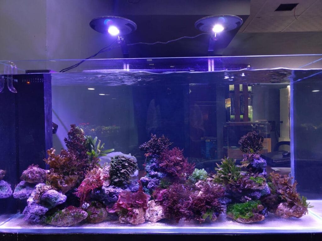 prohobby macroalgae setup