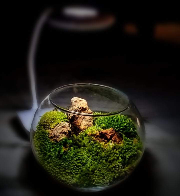 custom terrarium build by prohobby