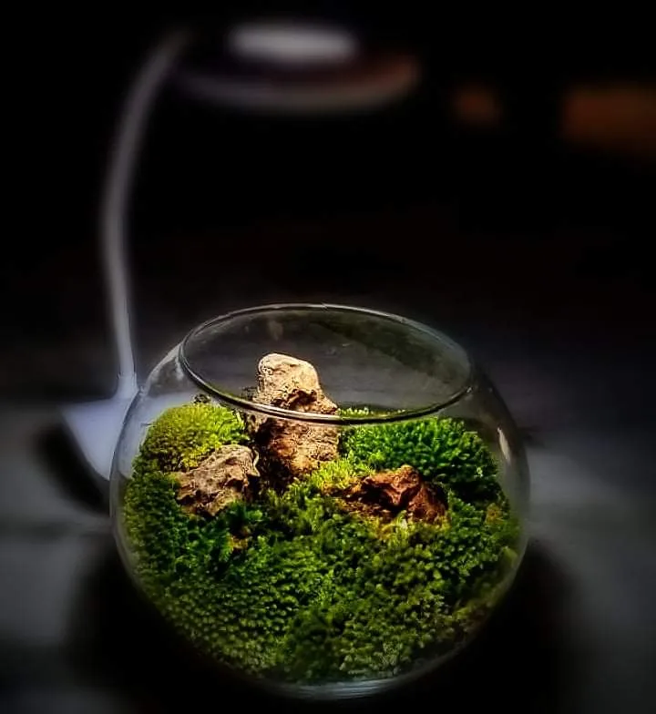 custom terrarium build by prohobby
