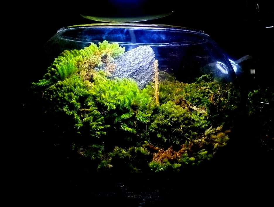 prohobby mossarium bowl