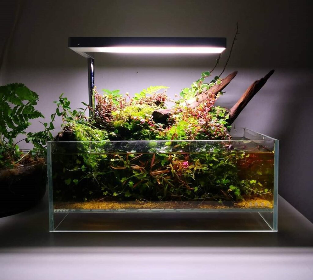 prohobby paludarium