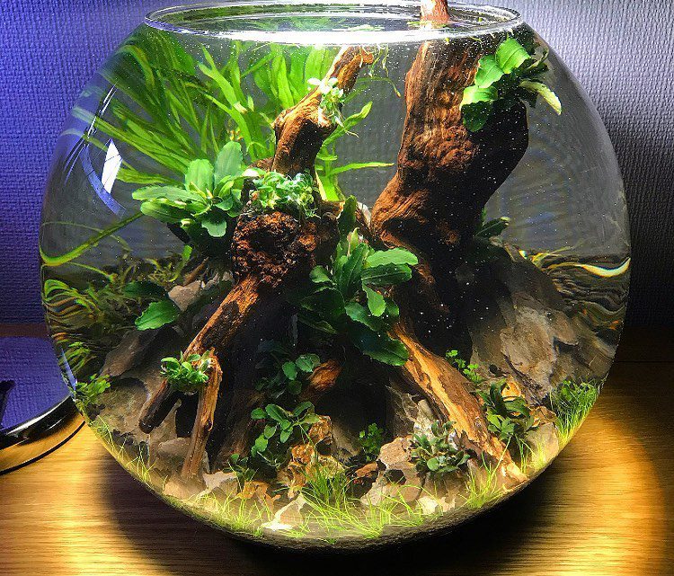 prohobby planted bowl
