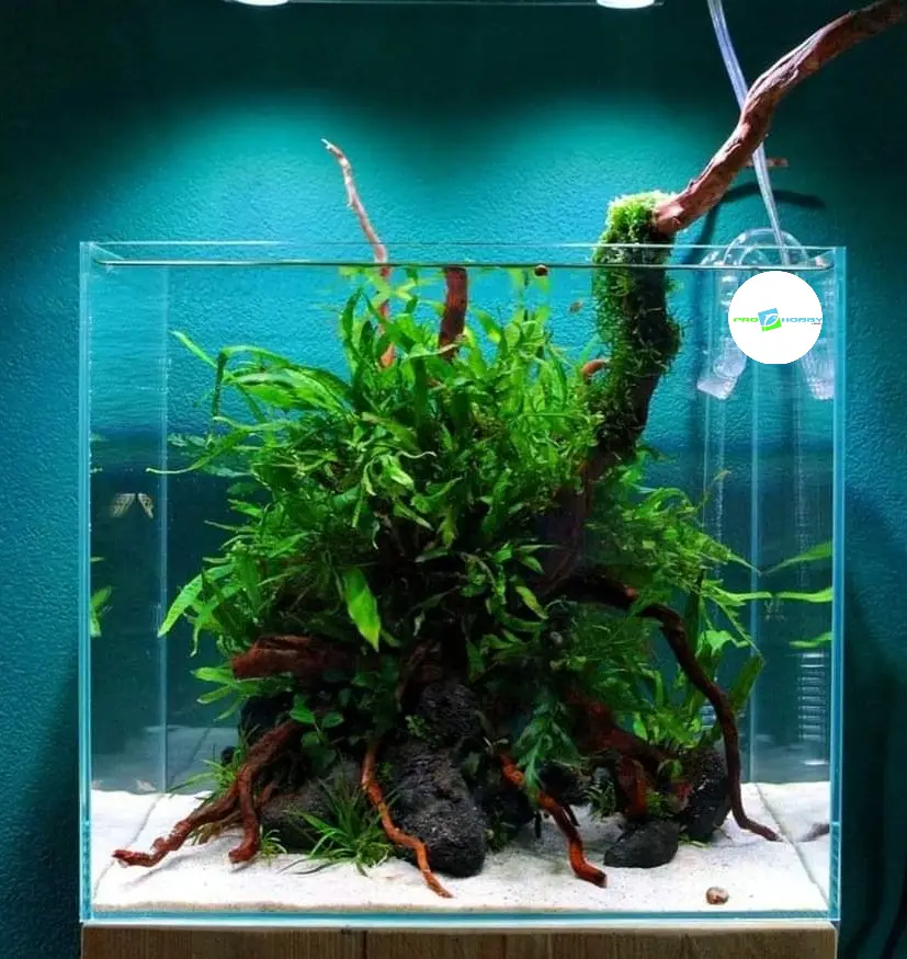 prohobby planted cube (2)