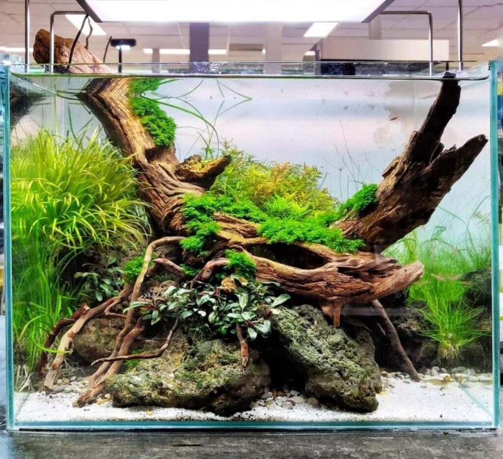 prohobby planted cube (3)