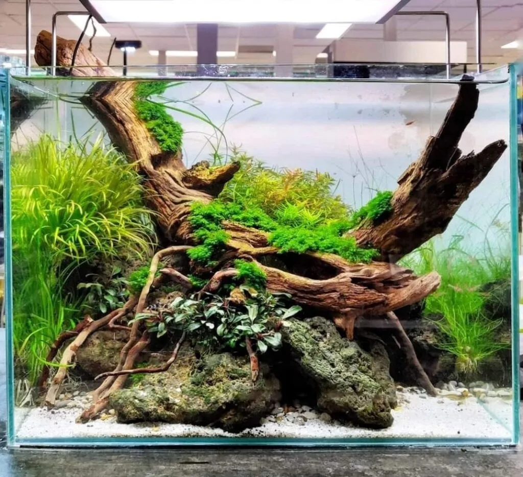 prohobby planted cube (3)