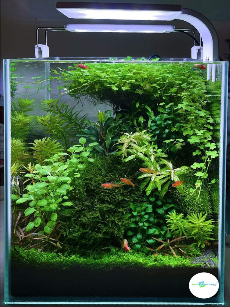 prohobby planted cube