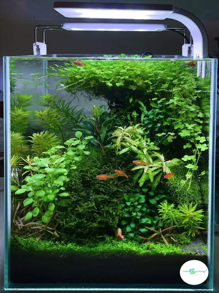 prohobby planted cube