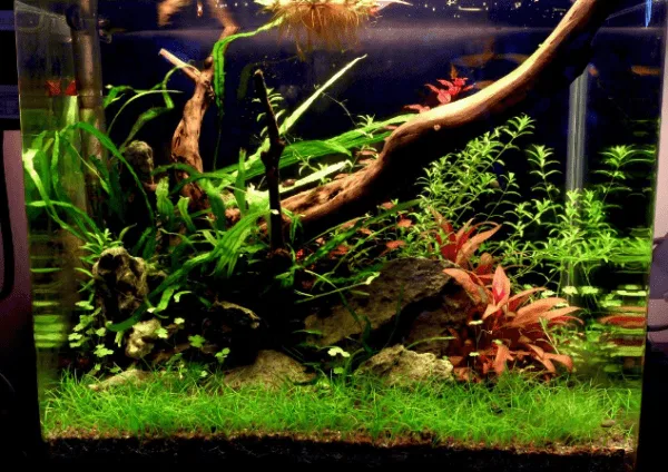 prohobby planted cube