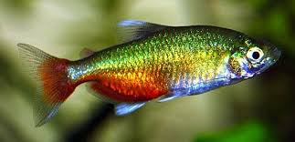 rathbun bloodfin tetra