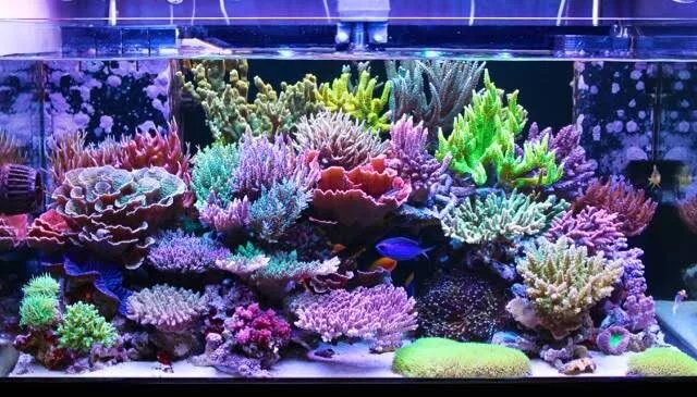 reef tank setup Delhi NCR
