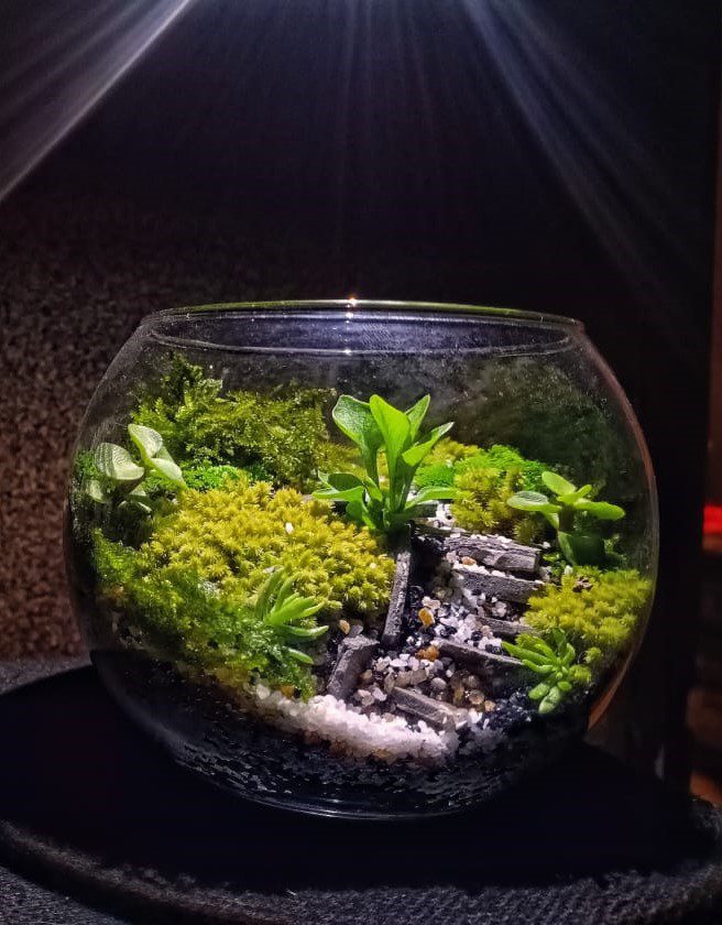 open terrarium by prohobby