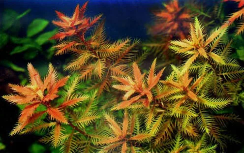 Proserpinaca Palustris