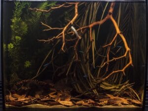rio negro biotope rio negro biotope