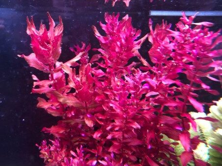 rotala macranda mini butterfly - prohobby Rotala Macranda Mini Butterfly