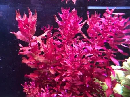 Rotala Macranda Mini Butterfly