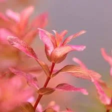 rotala macranda pink