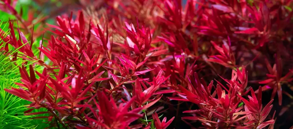 rotala rotundifolia high red - prohobby rotala rotundifolia high red - prohobby