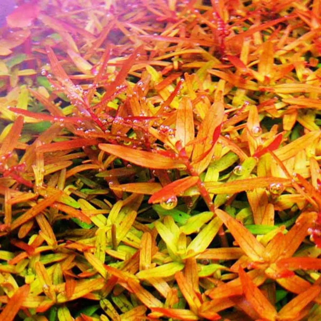 rotala rotundifolia orange - prohobby rotala rotundifolia orange - prohobby