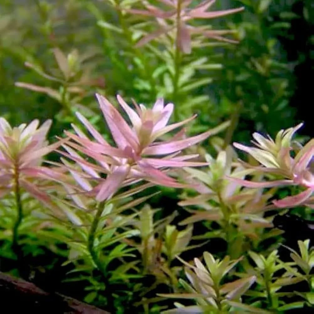 rotala rotundifolia pink - prohobby