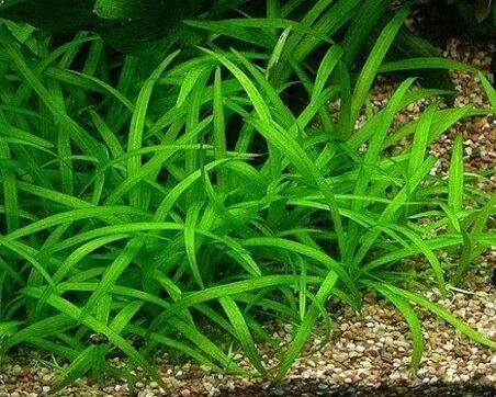 sagittaria subulata - prohobby
