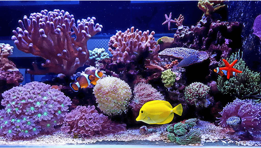 saltwater aquarium prohobby