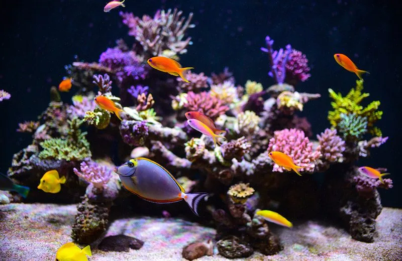 custom saltwater aquarium setup Delhi NCR reef tank with corals and marine fish