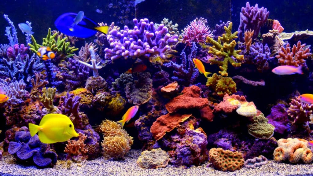 saltwater reef prohobby