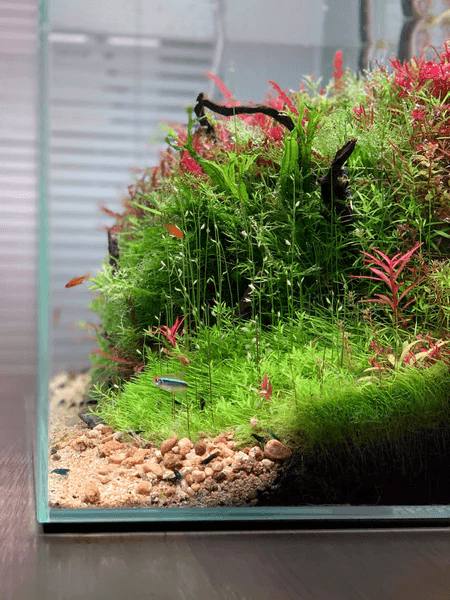 shrimp nano aquarium setup Delhi NCR planted micro ecosystem
