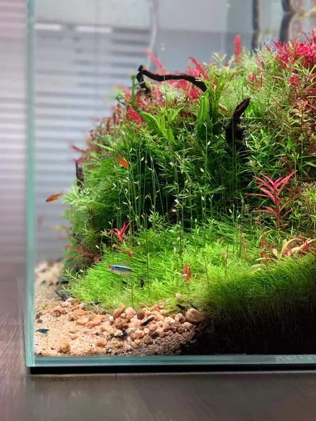 shrimp nano aquarium setup Delhi NCR planted micro ecosystem