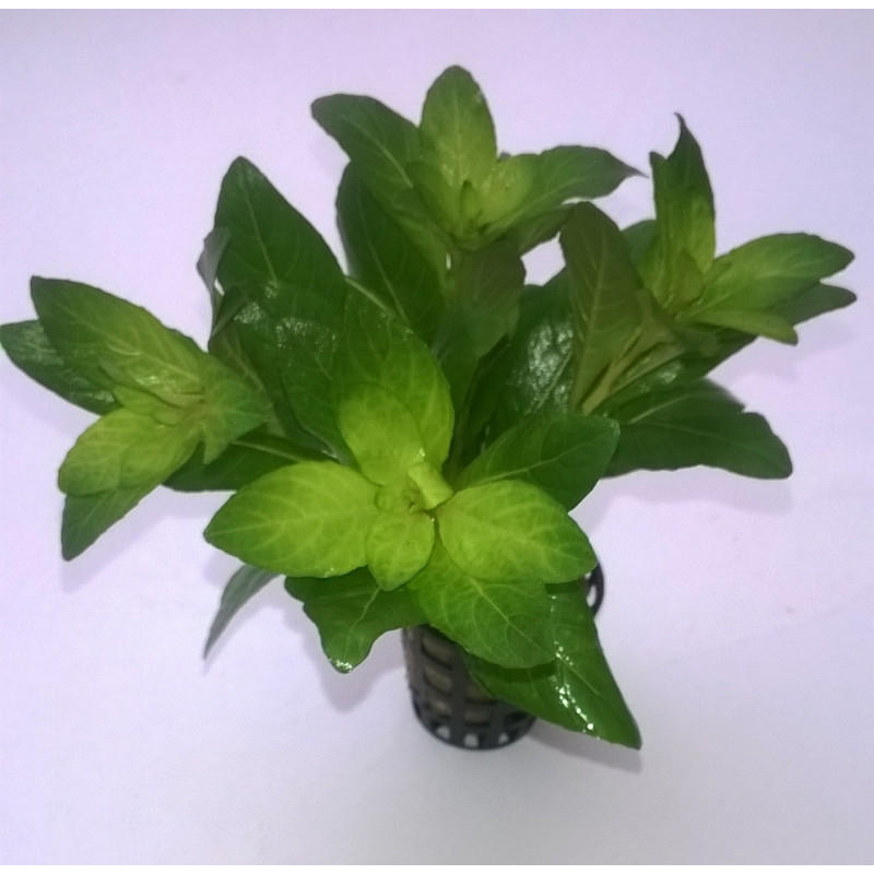 staurogyne spatulata - prohobby staurogyne spatulata - prohobby