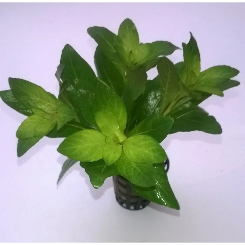 staurogyne spatulata - prohobby