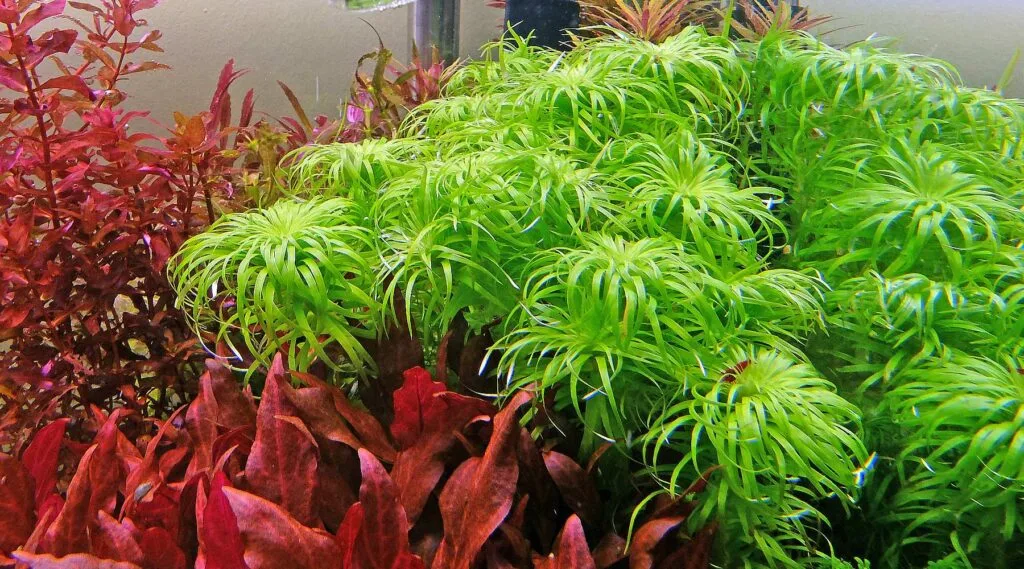 syngonanthus belem