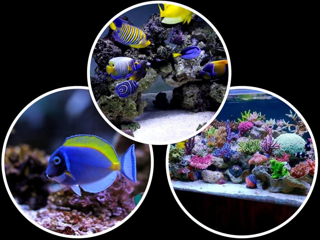 types of marine tanks