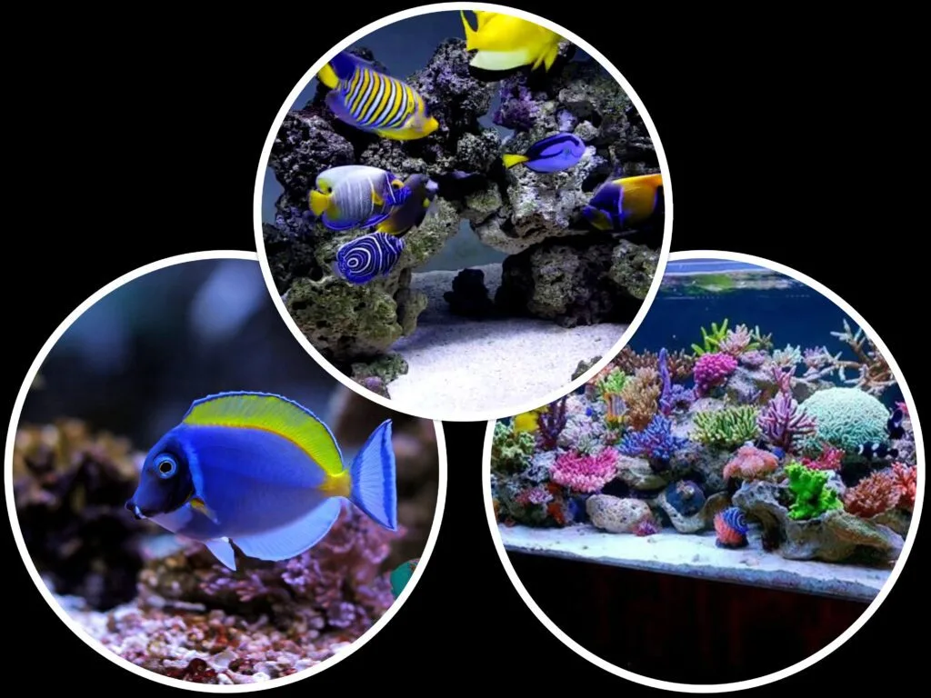 types of marine tanks
