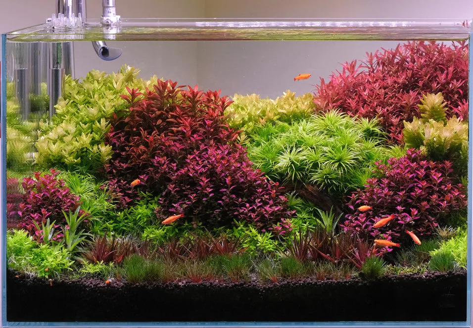 High-Tech Planted Aquarium 1 High-Tech Planted Aquarium 1