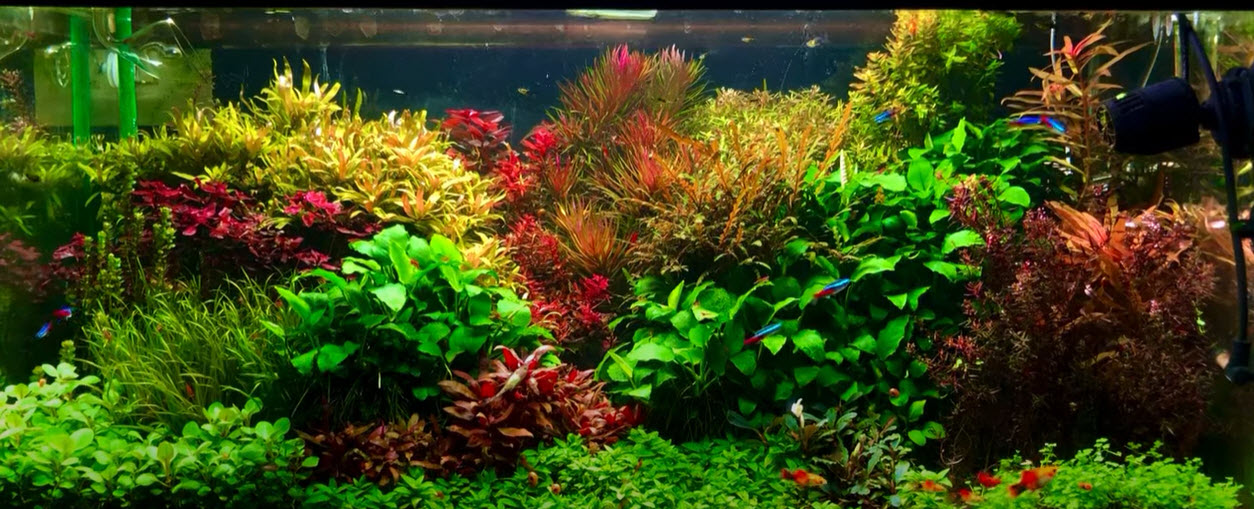 High-Tech Planted Aquarium 2