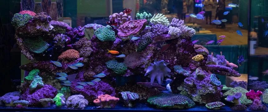 saltwater reef