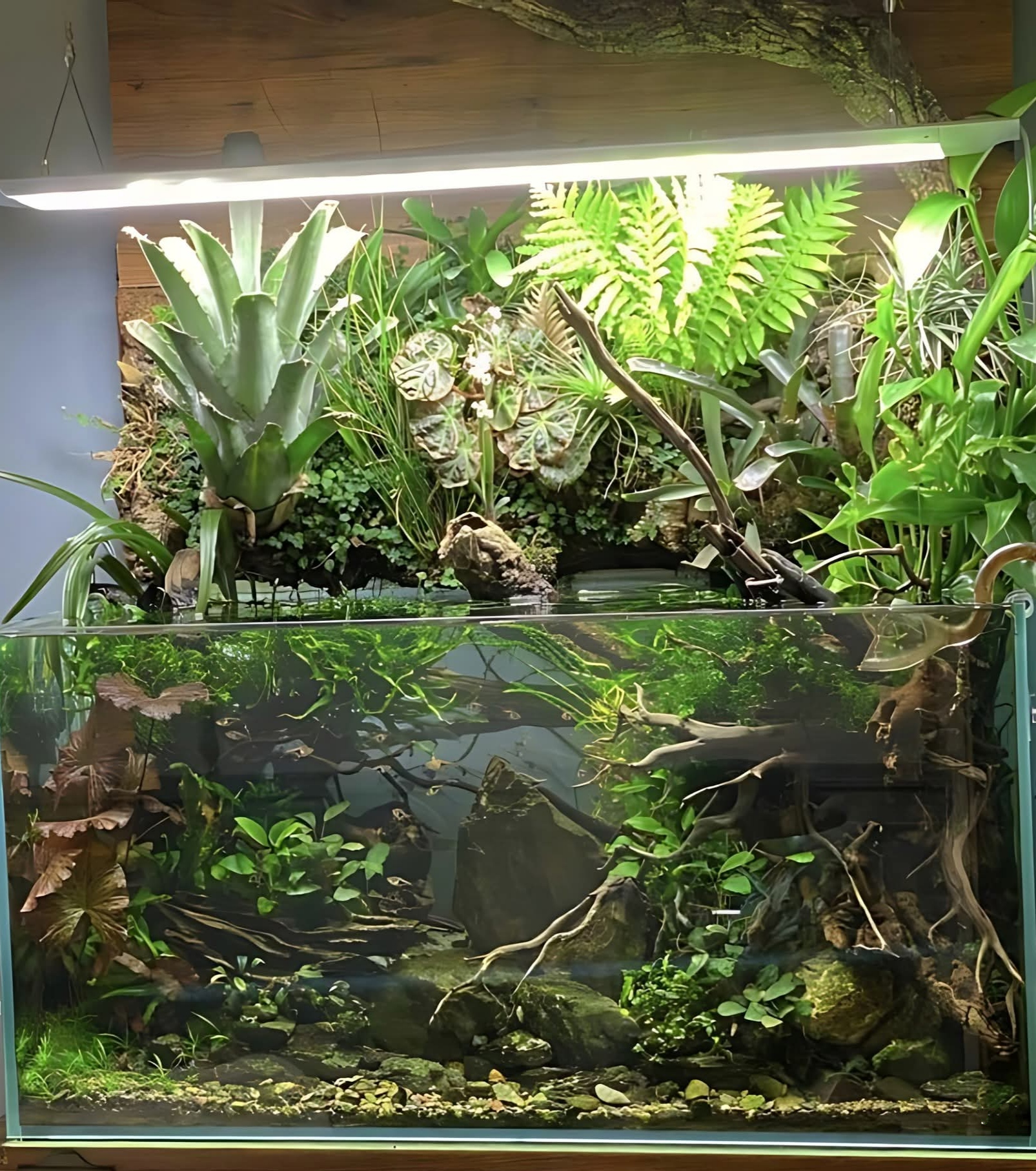 prohobby paludarium 2
