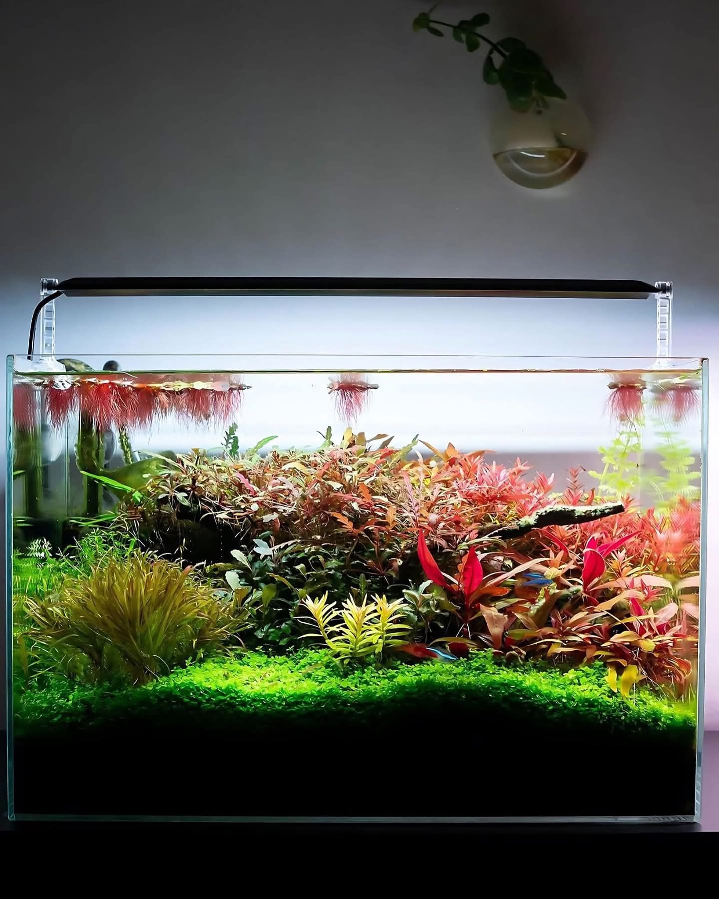 prohobby planted tank 4