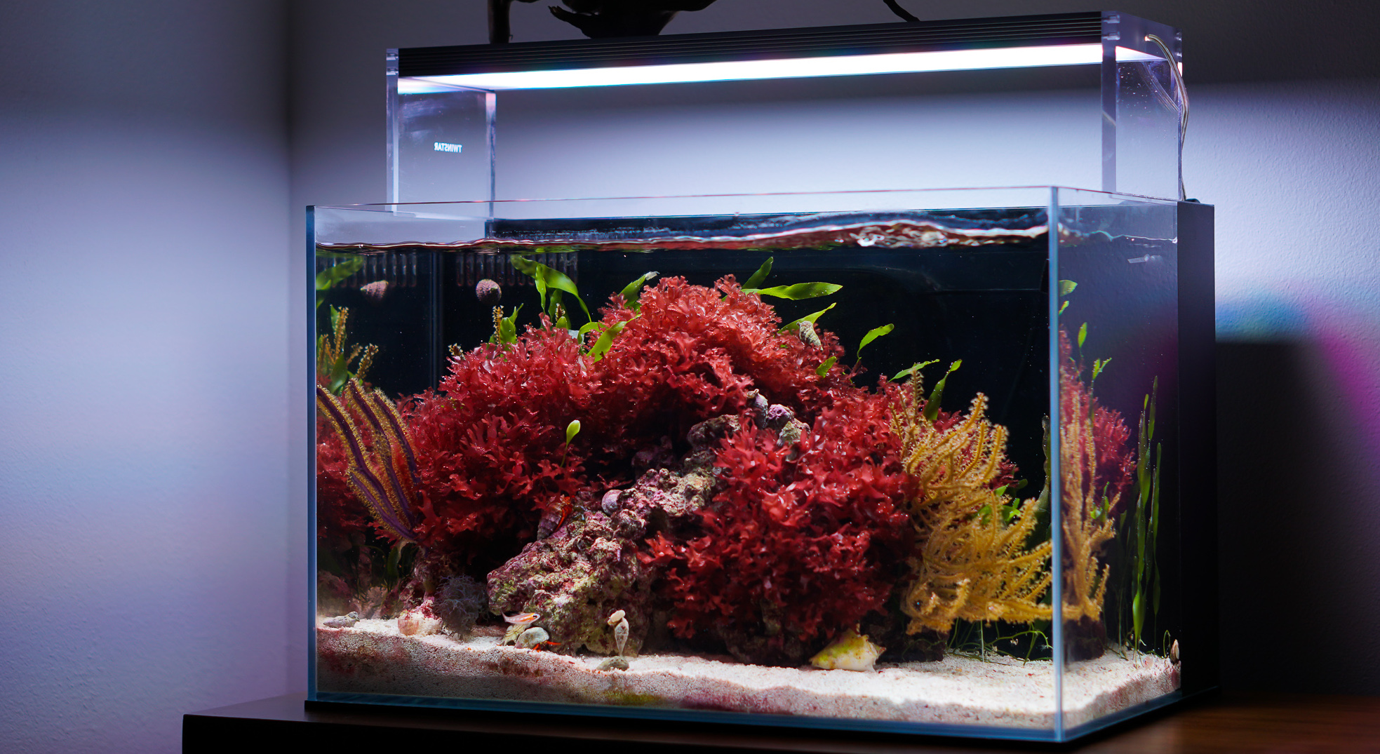 Macroalgae Saltwater Tank