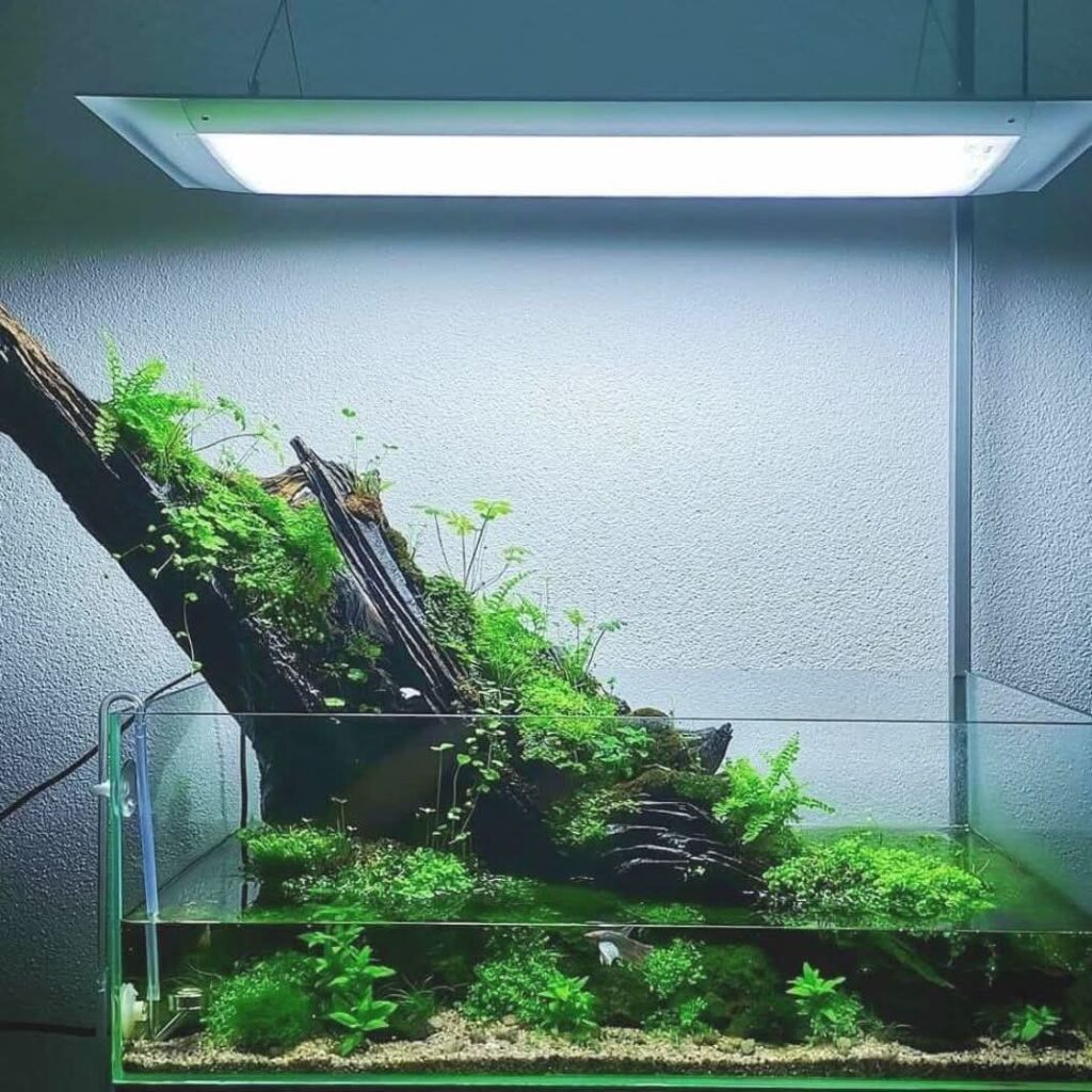 Paludarium