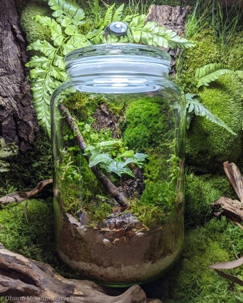 closed terrarium build by prohobby