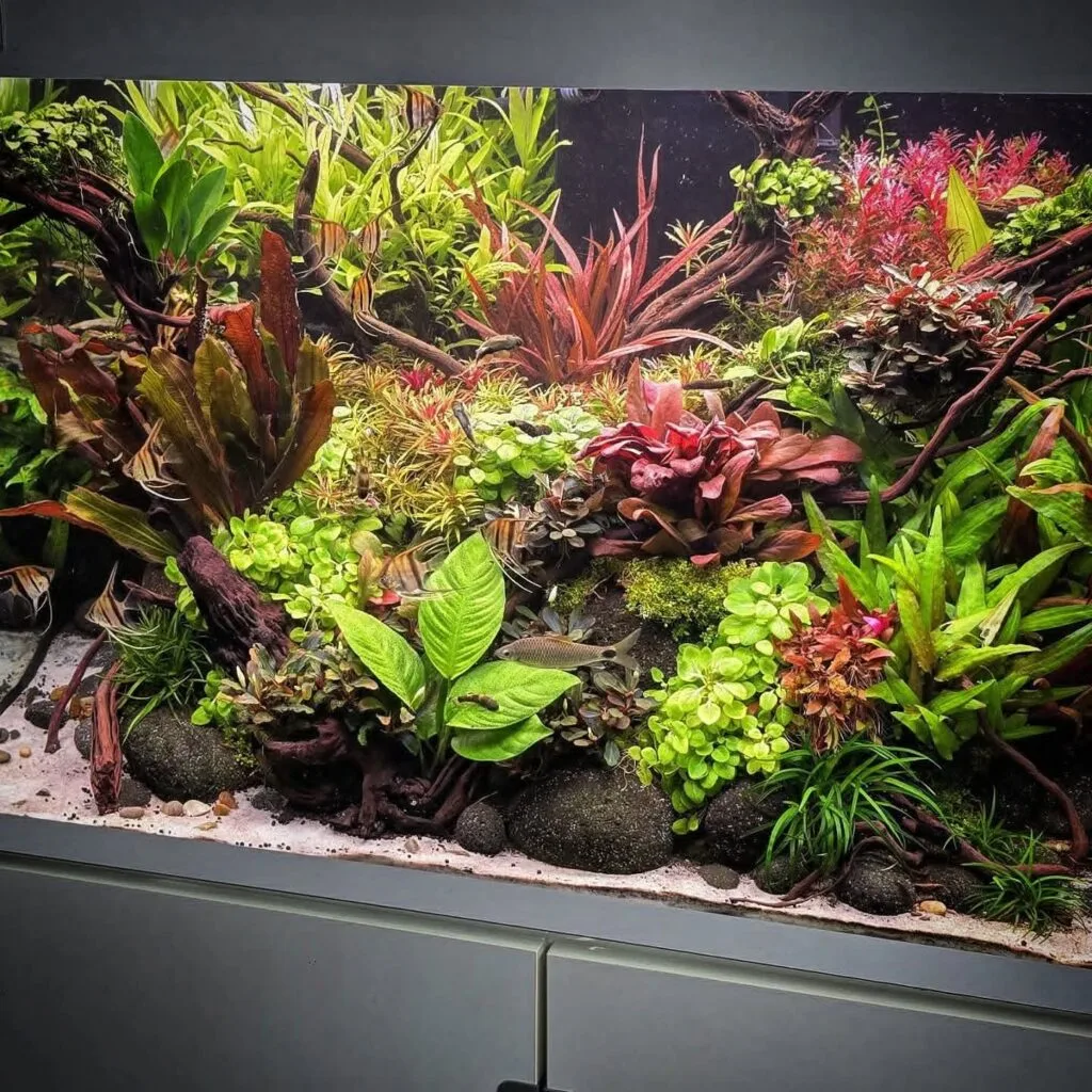 custom aquarium setup by prohobby