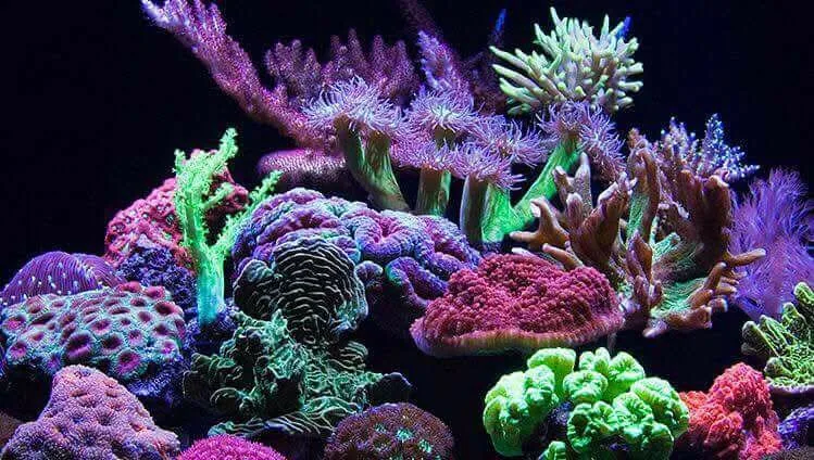 marine reef 5
