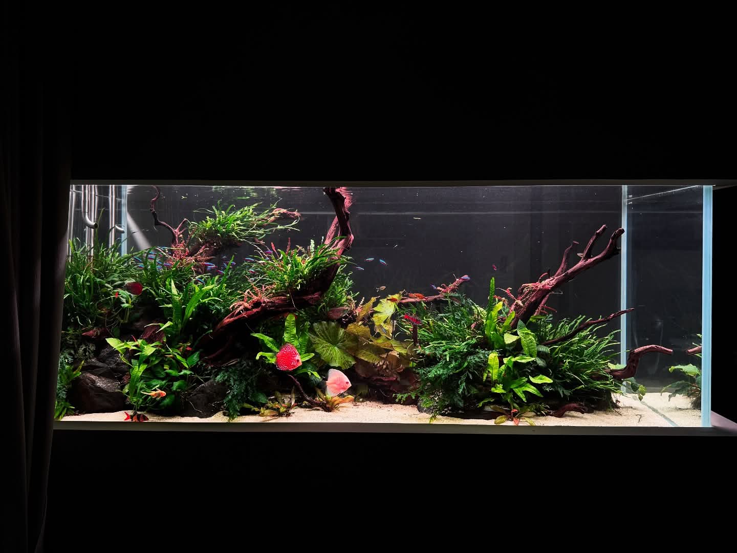 planted discus tank (2)