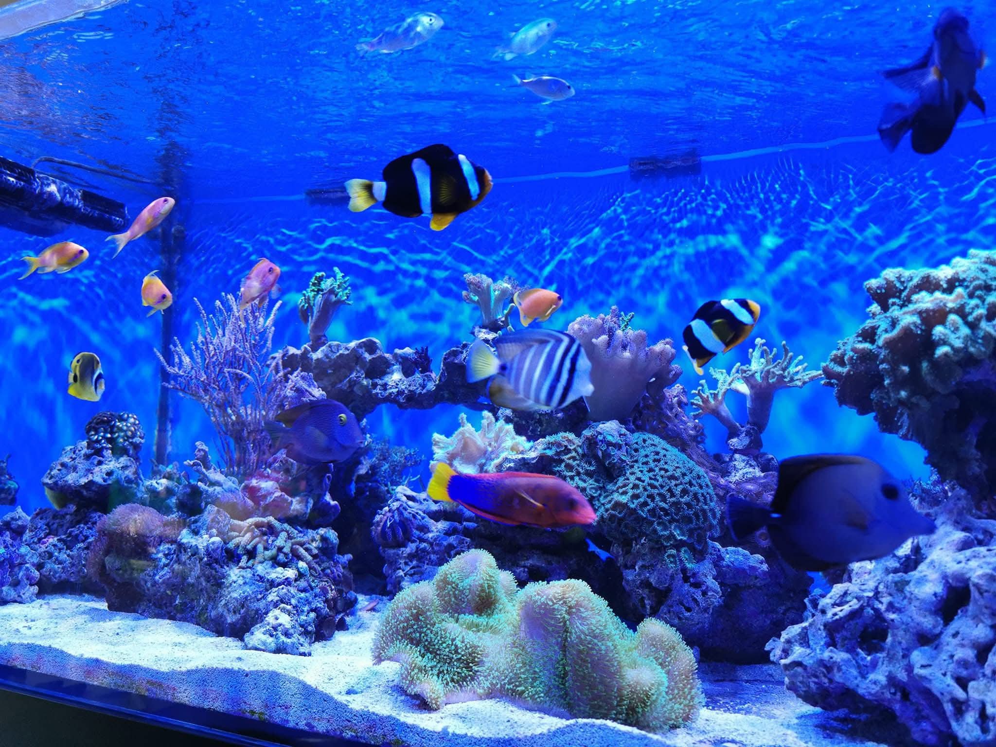 saltwater aquarium