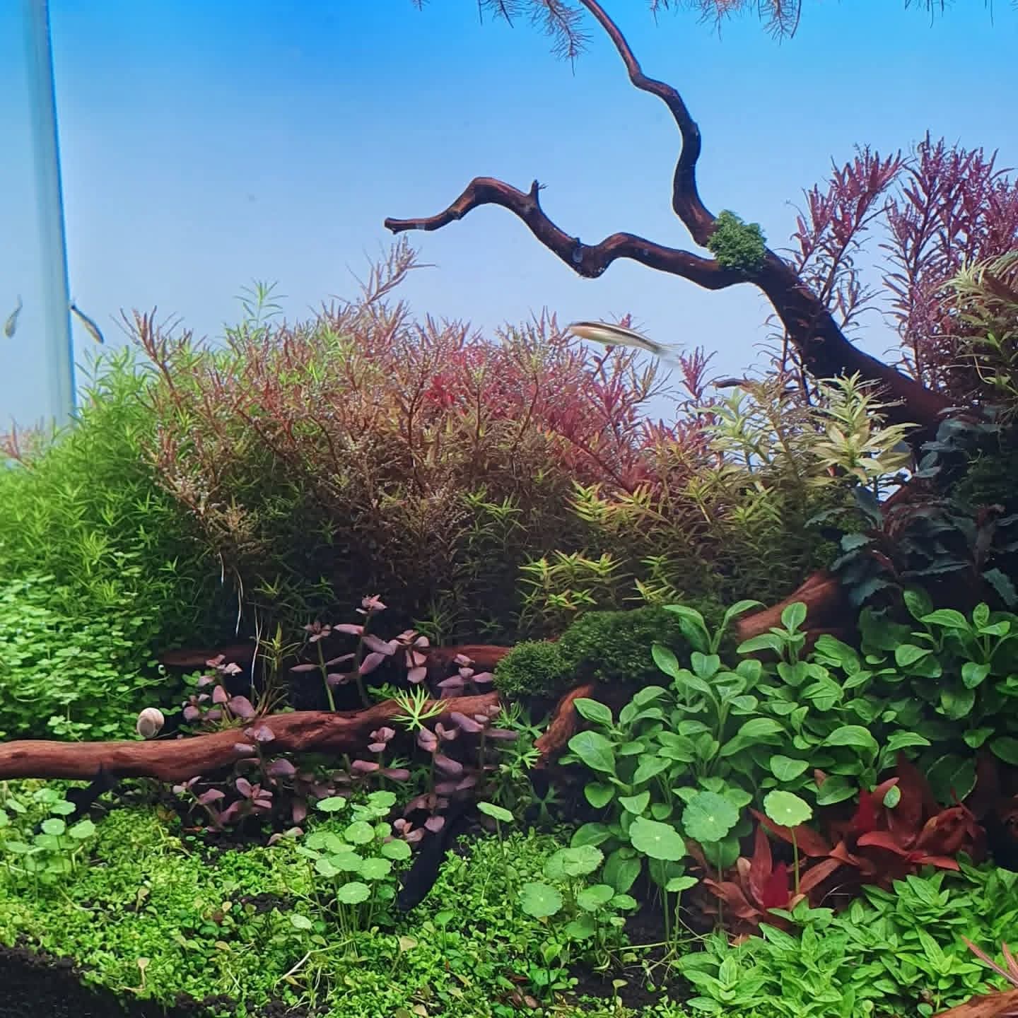 aquarium substrate biogeochemistry