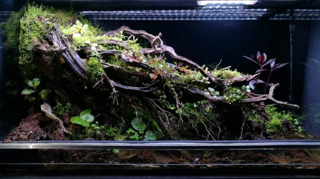 amphibian habitat prohobby