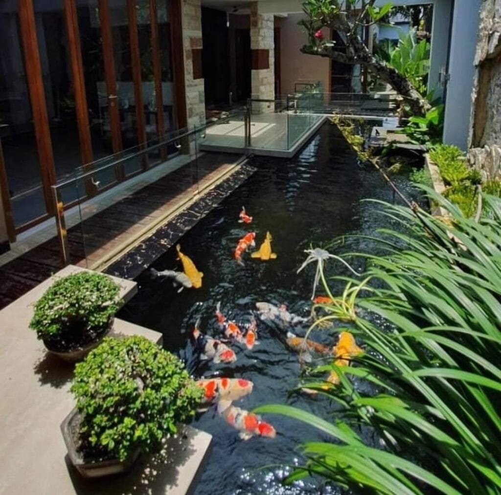 custom koi pond prohobby